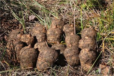 彝良榮膺“全國天麻生產先進縣”，烏蒙深山里的“金疙瘩”何以閃耀全國？